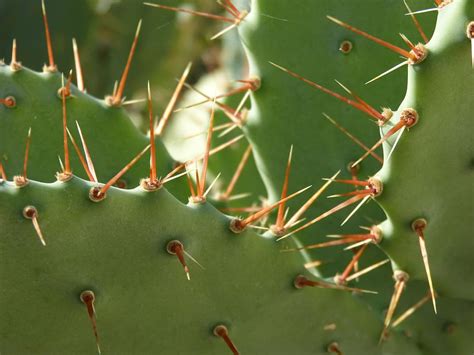 Cactus Palas Espinas Pinchos Chumberas Color Verde Planta