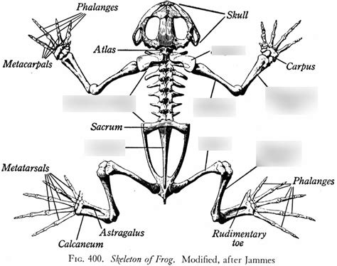 Lab Practical 2 Phylum Chordata Class Amphibia Order Anura Diagram