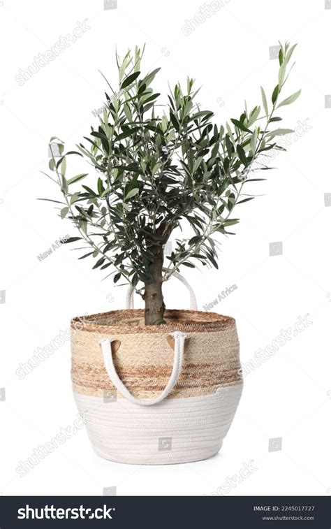 Beautiful Young Potted Olive Tree Isolated Stock Photo 2245017727 ...