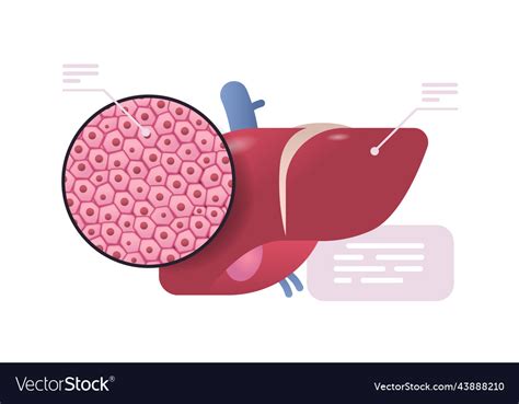 Detailed explanation anatomical liver structure Vector Image