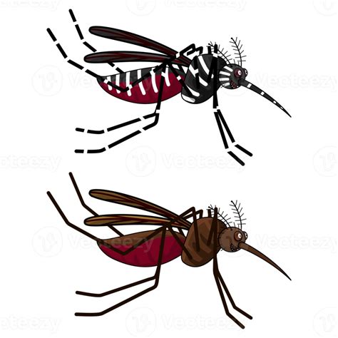 Aedes And Anopheles Mosquitoes 21878280 Png