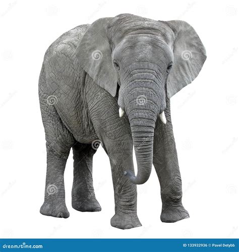 White Elephant Statue Royalty-Free Stock Photography | CartoonDealer ...