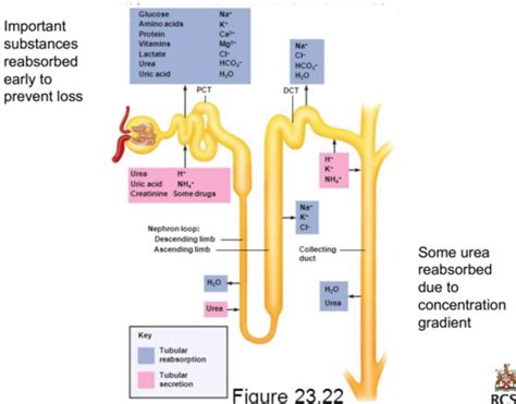 Glomerular Filtration And Tubular Function Flashcards Quizlet