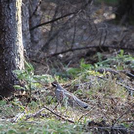 Birds in Shiretoko - Picchio Wildlife Research Center