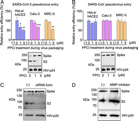 Cell entry mechanisms of SARS-CoV-2 | PNAS 