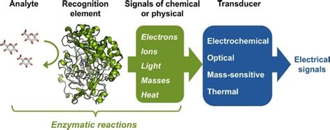 Schematic Diagram Of The Enzyme‐based Biosensor Reproduced With