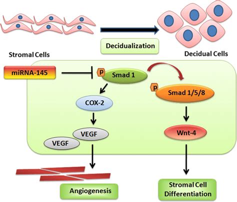 Schematic Representation Of Mechanism Of Action Of MiR 145 In