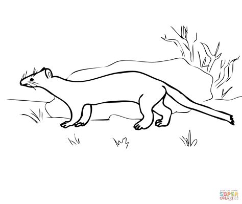 Ermine Coloring Pages Download And Print For Free