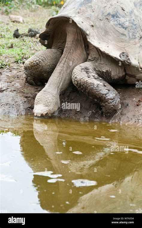 Alcedo Giant Tortoise Chelonoidis Nigra Vandenburghi Drinking From