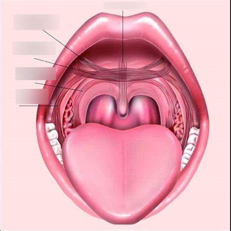 Soft And Hard Palate Diagram Quizlet