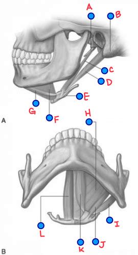 Gross Anatomy Ii Figure Flashcards Quizlet