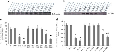 Sevoflurane Pretreatment Increases Occludin And Zo Protein Expression