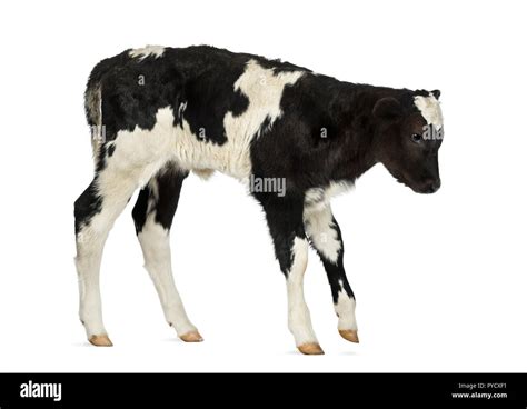 Belgian blue calf isolated on white Stock Photo - Alamy