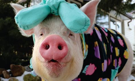 Свинка в купальнике - 80 фото