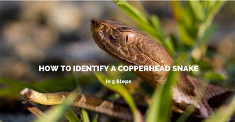 How To Identify A Copperhead Snake In 5 Steps Outdoor Choose