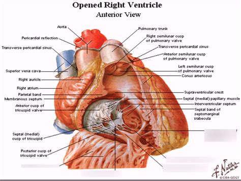 right ventricle Diagram | Quizlet