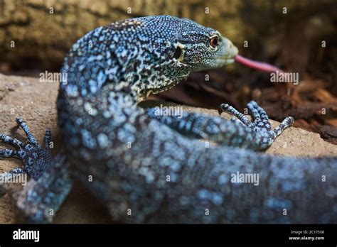 Blue tree monitor Stock Photo - Alamy