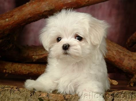 Puppy Cute: Maltese Puppy