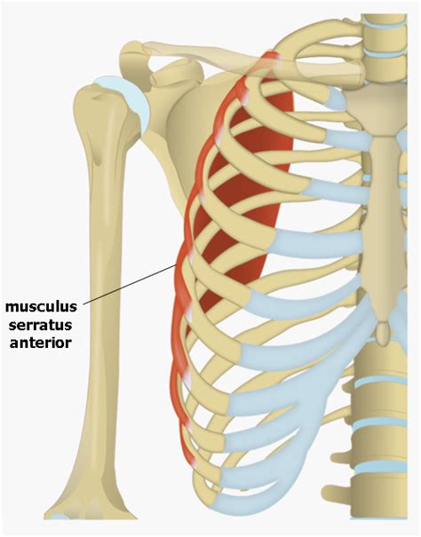 Musculus serratus anterior Medicína nemoci studium na 1 LF UK