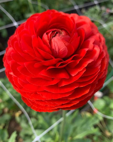 Italian Ranunculus Elegance® Rosso — Buy Online At Farmer Gracy Uk