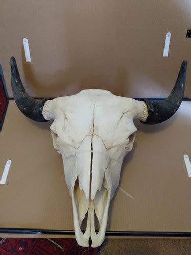 Buffalo Skull | Finder Lost Relics