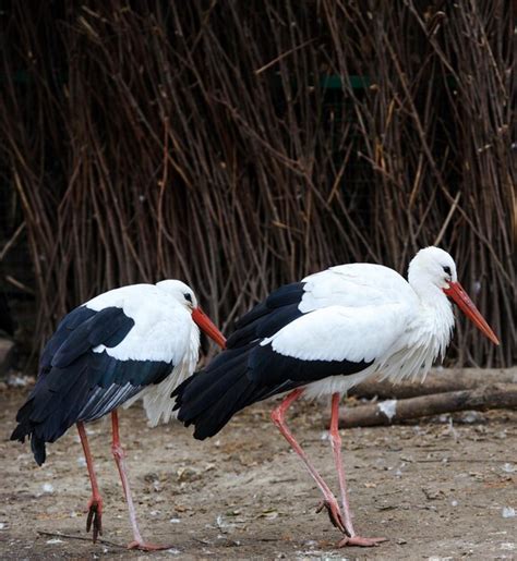 Premium Photo Beautiful White Stork