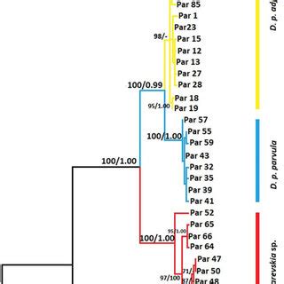 Phylogenetic Tree Based On Combined Mitochondrial Dna Data Set