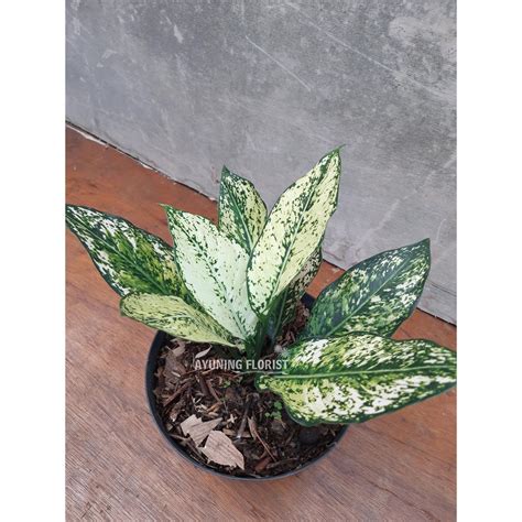 Jual TANAMAN HIAS AGLAONEMA SNOW WHITE BESAR AGLONEMA BERAS TUMPAH