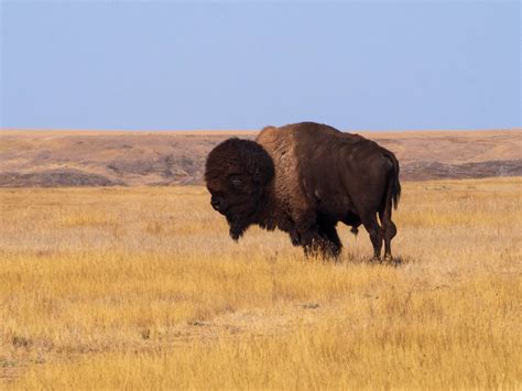 Grasslands National Park: Geography of Hope - Latitude 65 - Jubilados ...