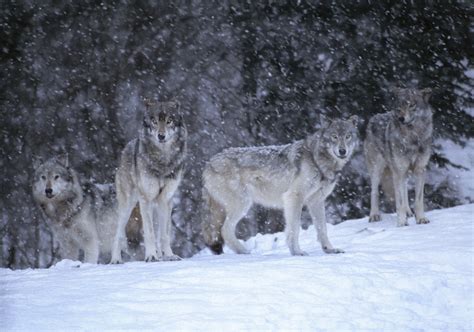 Gray wolves, Canada - Art Wolfe