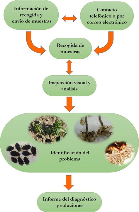 C Mo Funciona Laboratorio De Diagn Stico De Plagas Y Enfermedades