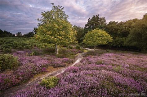 Arne nature reserve photo spot, Arne