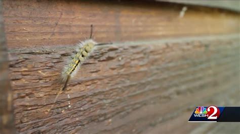 Experts Warn Not To Touch Caterpillars That Could Cause Allergic Reaction Youtube