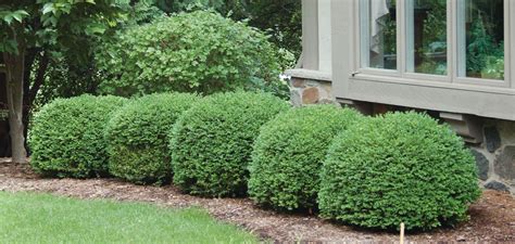 Green Velvet Boxwood Buxus Green Velvet Courville Nurseries