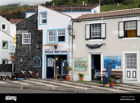 Whale watching advertised in Lajes do Pico, Pico Island, Azores ...