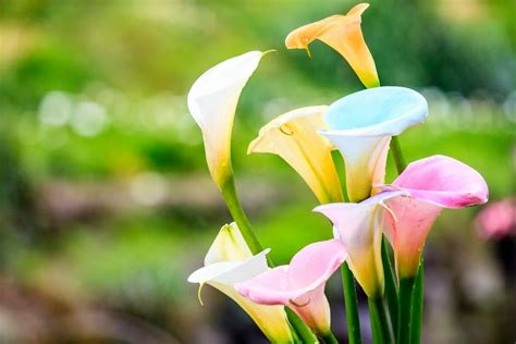 Ultimate Guide To Calla Lily Flower Meaning And Symbolism Petal Republic