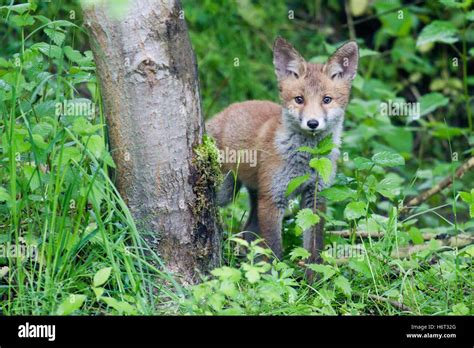 Mammals Hi Res Stock Photography And Images Alamy