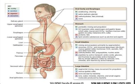 Lecture 20 Functions And Regulation Of GI Tract Flashcards Quizlet