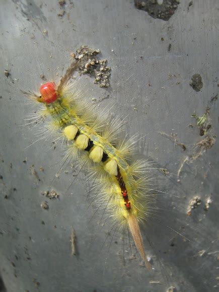 White Marked Tussock Moth Caterpillar Project Noah