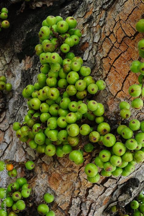 Cluster of Ficus racemosa or fig or Indian fig fruit on tree in Jakarta, Indonesia. Stock Photo ...