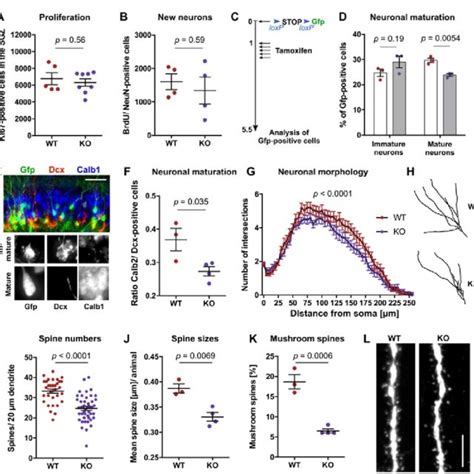 De Novo Dna Methylation Controls Maturation And Synaptogenesis Of