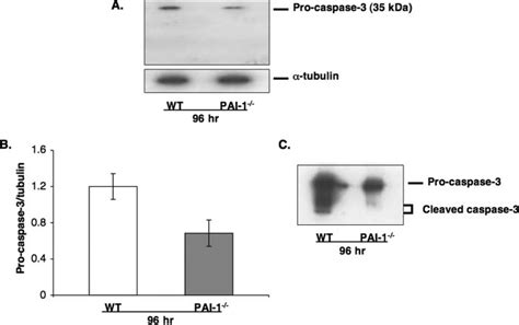 Levels Of Procaspase 3 And Cleaved Caspase 3 In Proliferating Wt And