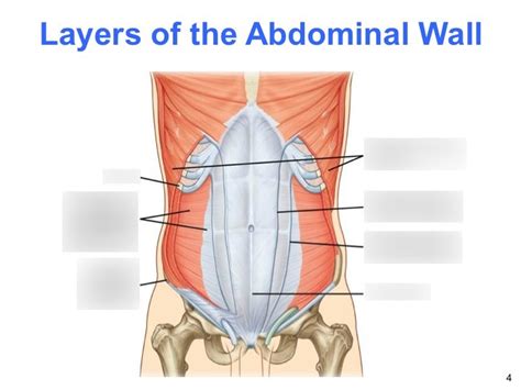 Abdominal Wall 2 Diagram Quizlet