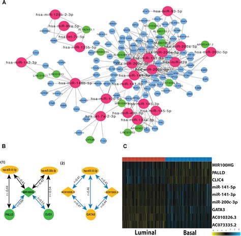 Frontiers Identification Of MiR 200c And MiR141 Mediated LncRNA MRNA