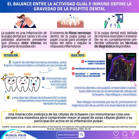 El Balance Entre La Actividad Glial E Inmune Define La Gravedad De La