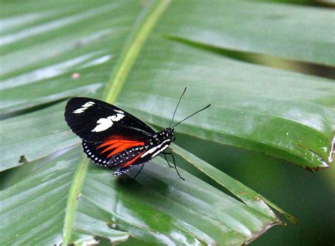 Heliconius Doris Viridis A Lifer Butterfly Retired In Costa Rica