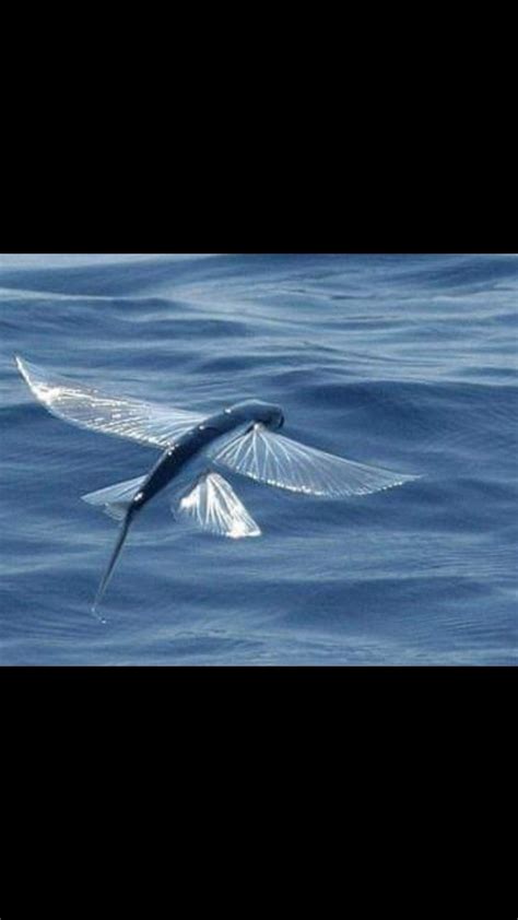 BELONIFORMES Exocoetidae Peixe Voador Flying Fish Arte Em