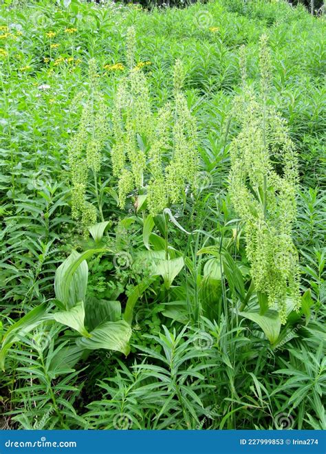 Veratrum Viride Or Indian Poke Corn Lily Plants Stock Image Image