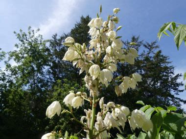 Adam's Needle: Identification, Leaves, Bark & Habitat | Yucca filamentosa