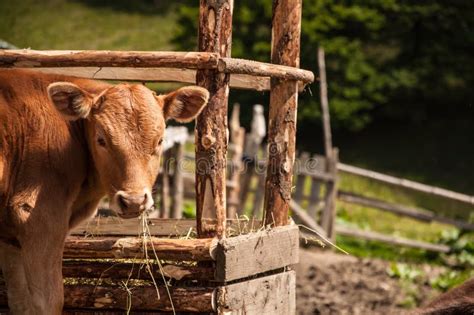 Cow and Calf Eating Grass at the Edge of the Meadow Stock Photo - Image ...